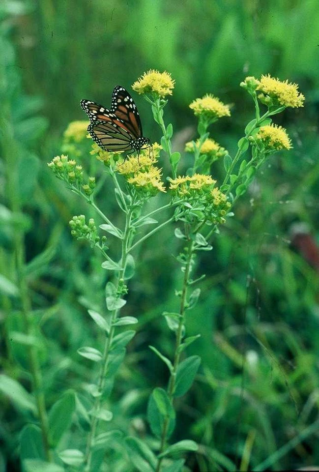 Solidago rigida, Stiff Goldenrod