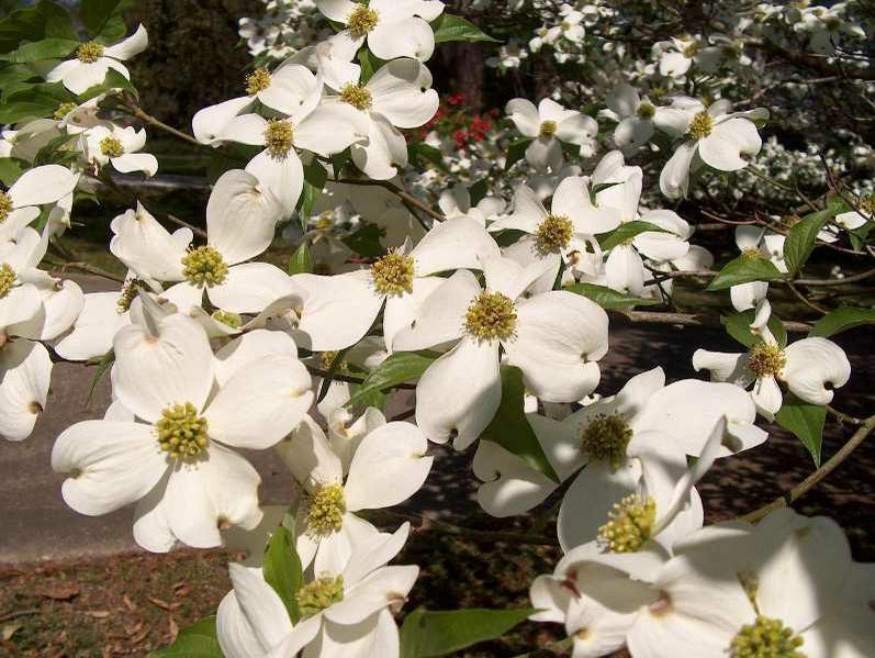 Cornus florida, flowering dogwood