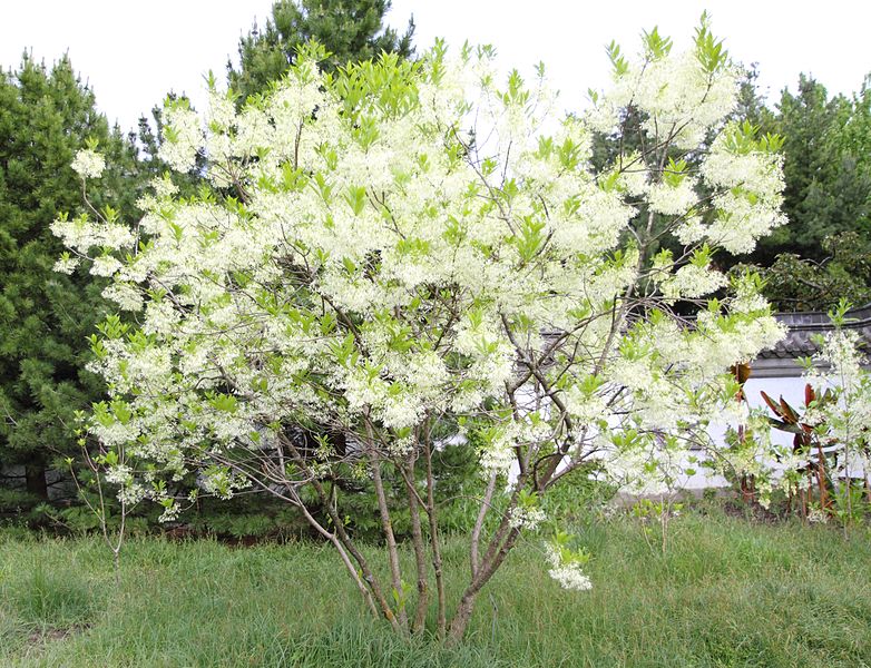 Chionanthus virginicus, fringe tree