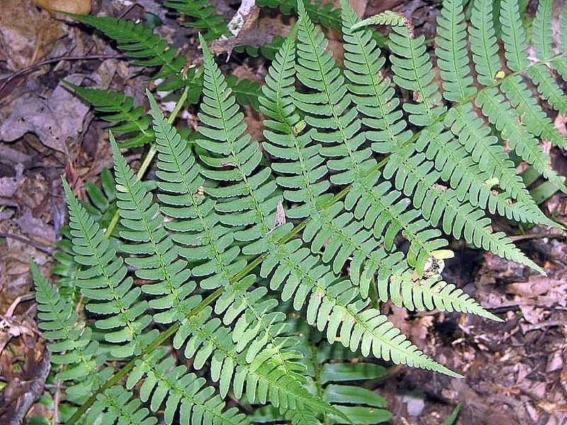 Dryopteris marginalis, Marginal wood fern