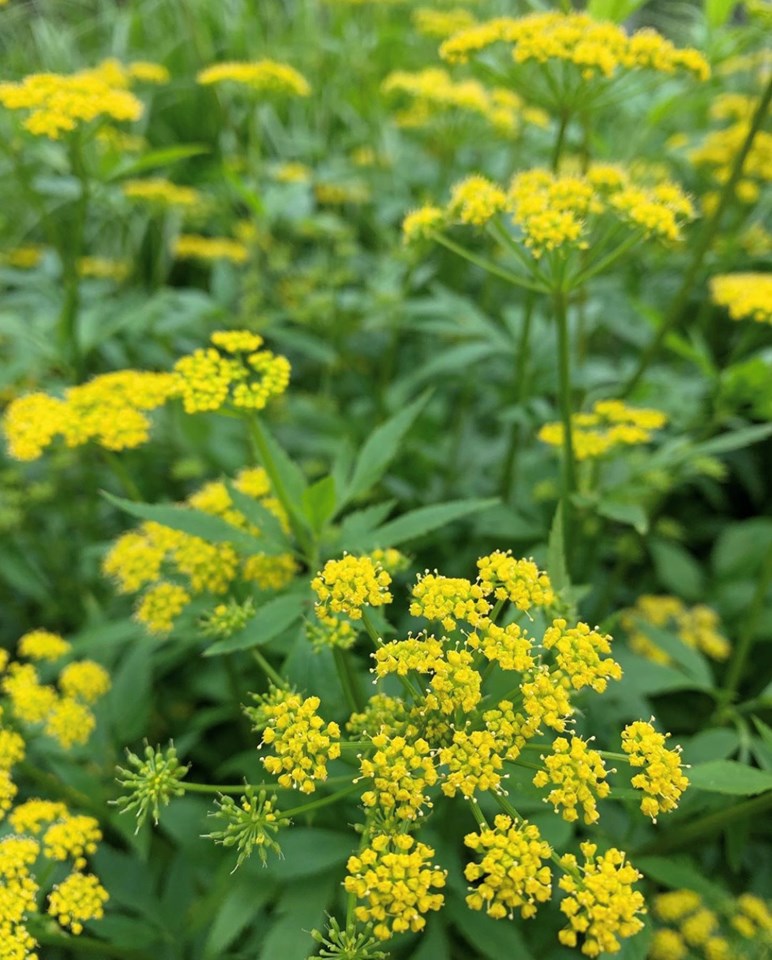 Zizia aurea, Golden Alexander