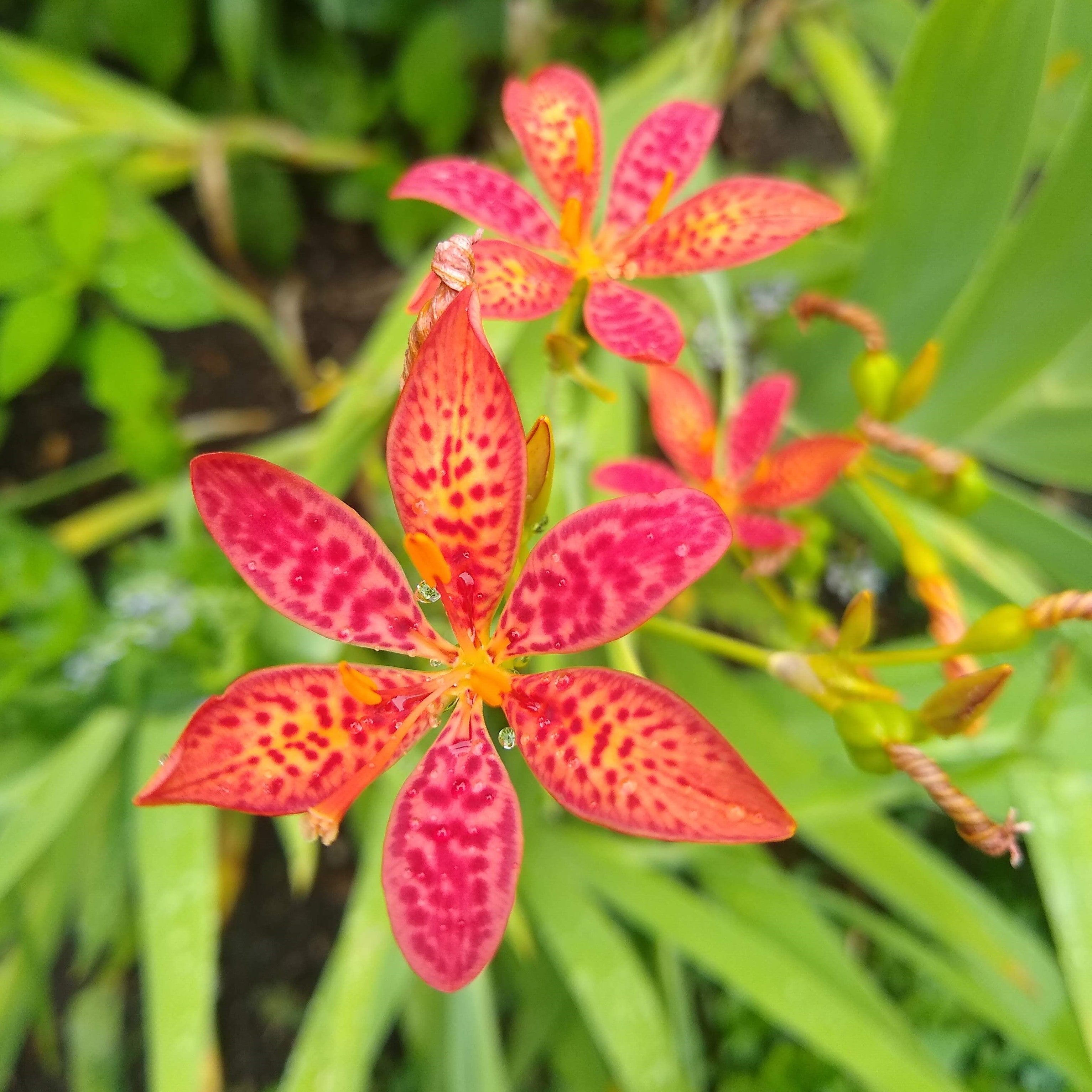 blackberry lily flower Iris domestica, blackberry lily [SEEDS] – Bartram's Garden