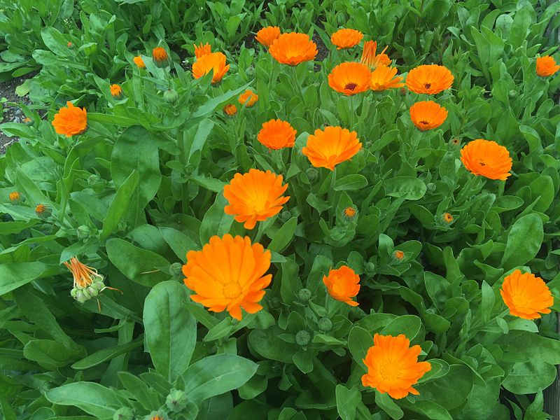 Calendula officinalis, Calendula