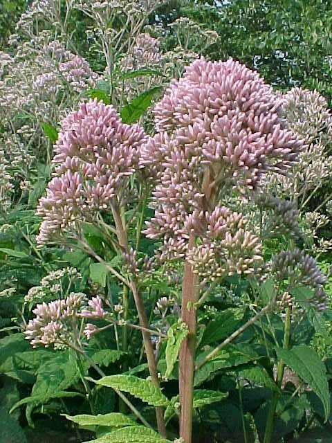 Eupatorium purpureum, Sweet Joe Pye Weed