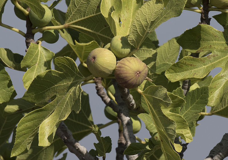 Ficus carica, Common fig