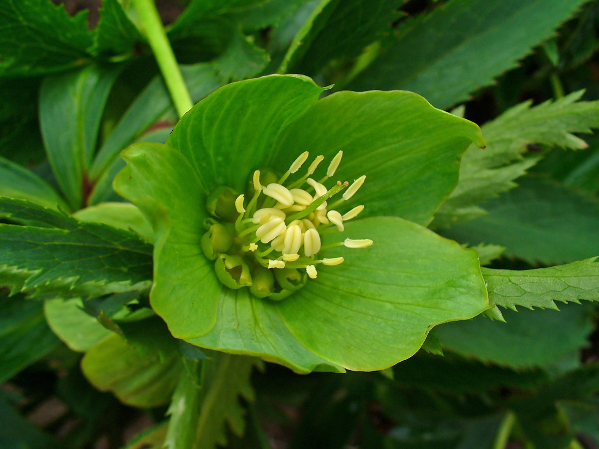 Helleborus viridis, green hellebore