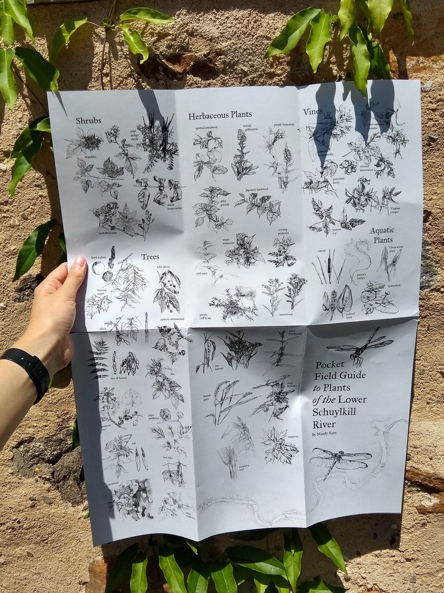 Pocket Field Guide to Plants of the Lower Schuylkill River from Mandy Katz