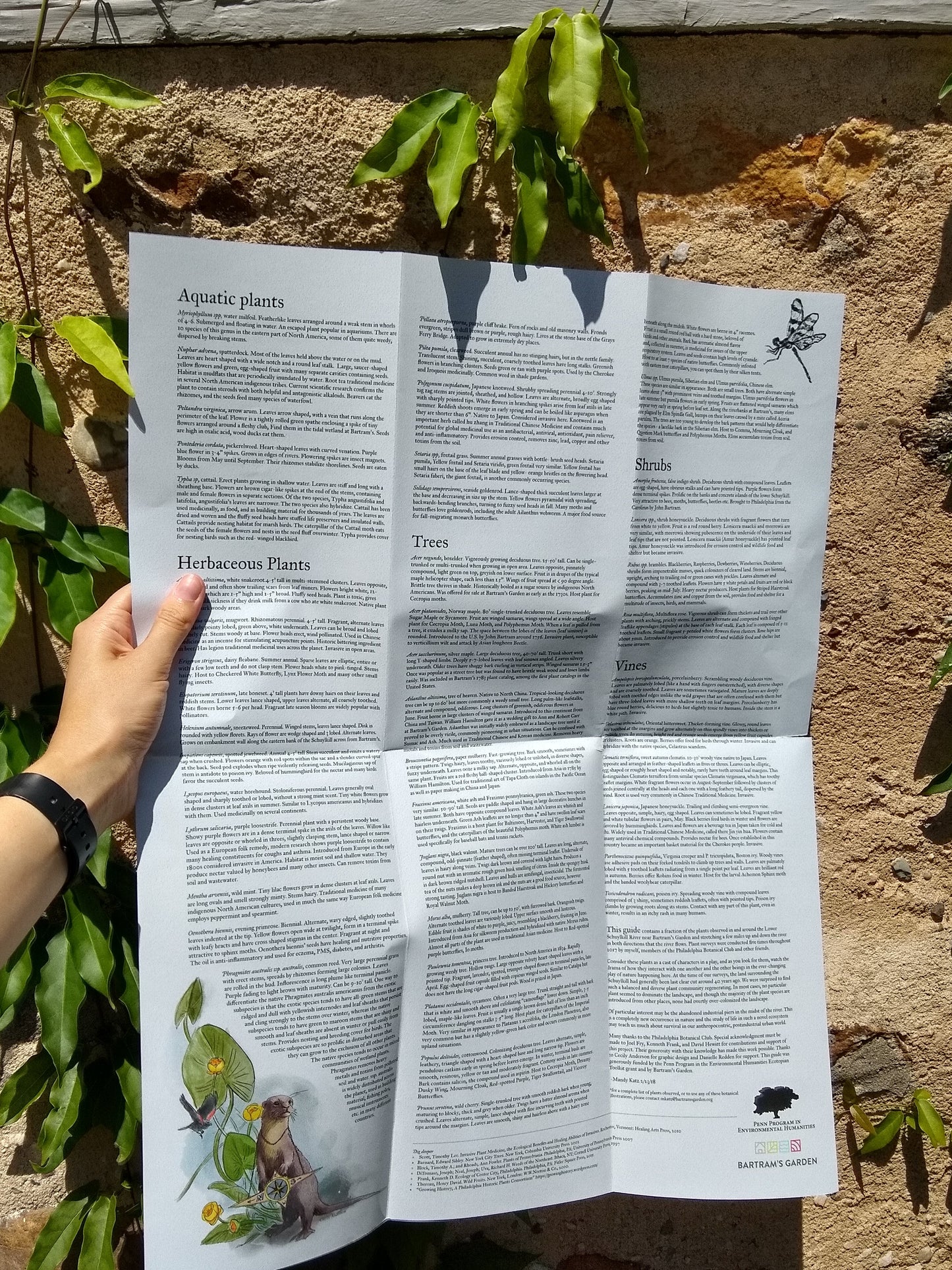 Pocket Field Guide to Plants of the Lower Schuylkill River from Mandy Katz