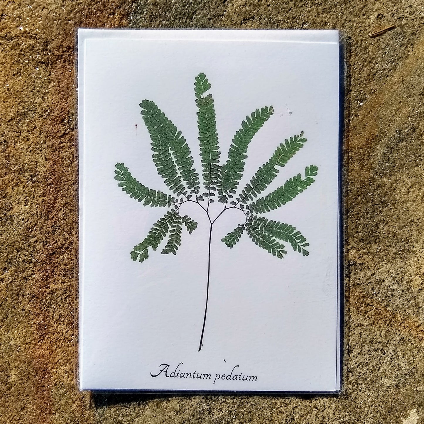 Notecards from Ecobota