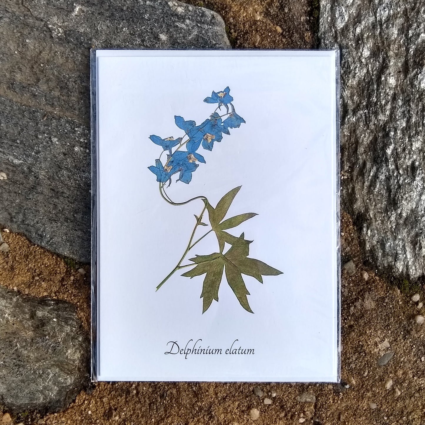 Notecards from Ecobota