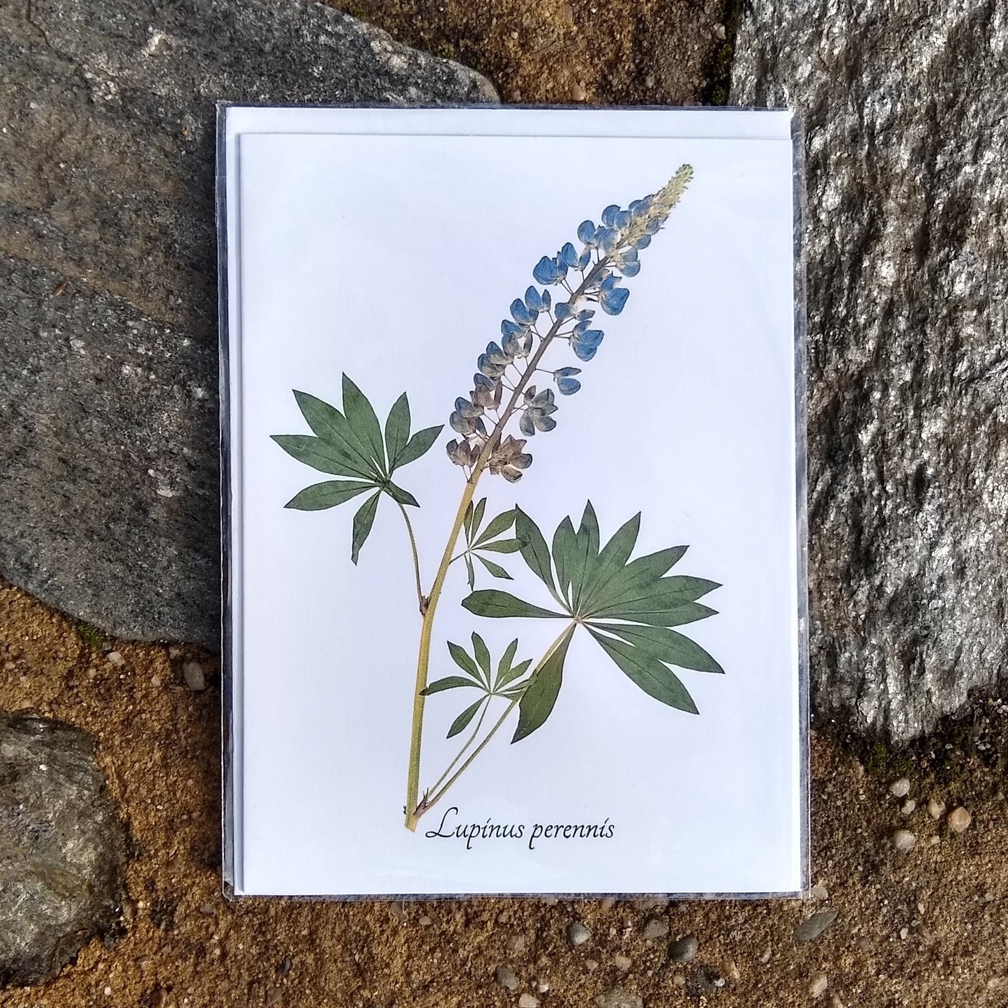 Notecards from Ecobota