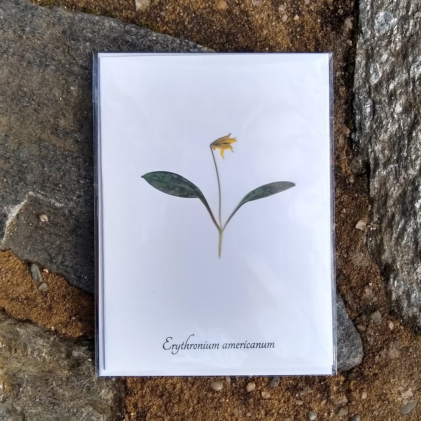 Notecards from Ecobota