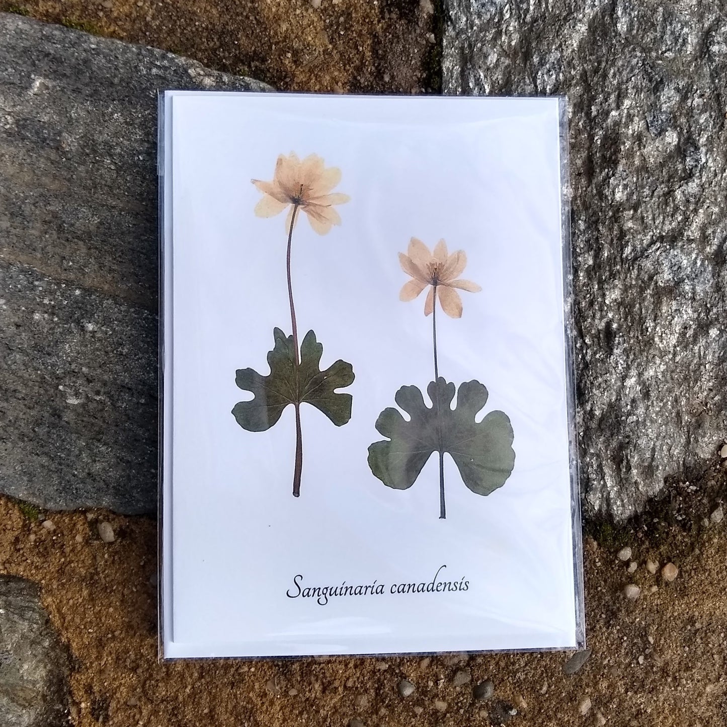 Notecards from Ecobota