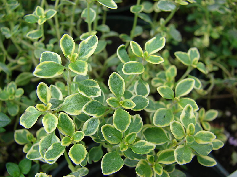 Thymus citriodorus, Lemon thyme