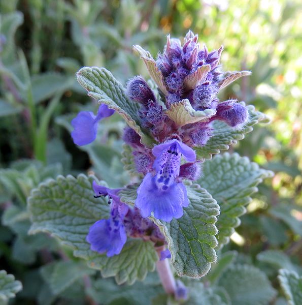 Nepeta racemosa, Cat mint