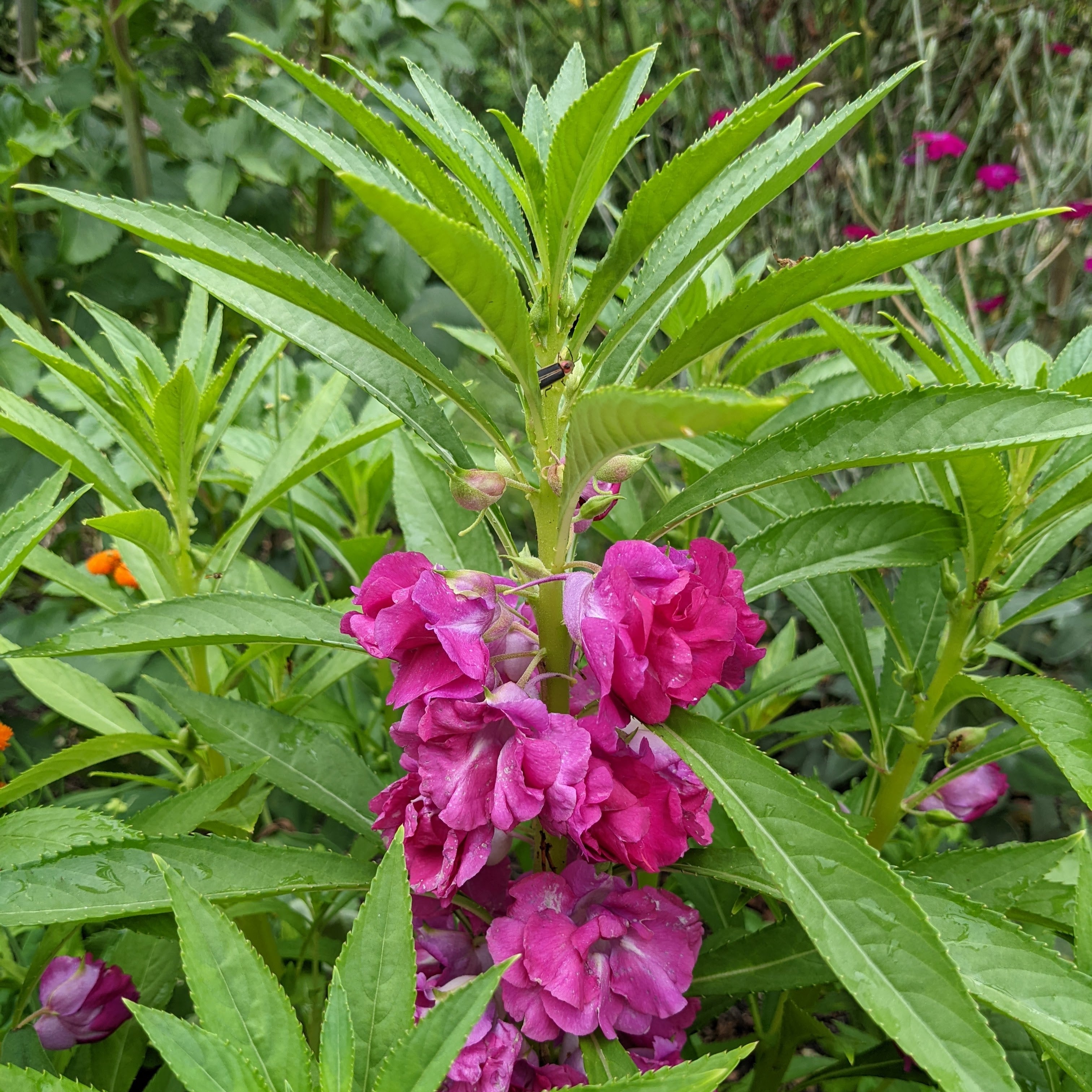 Impatiens balsamina, balsam impatiens [SEEDS] – Bartram's Garden