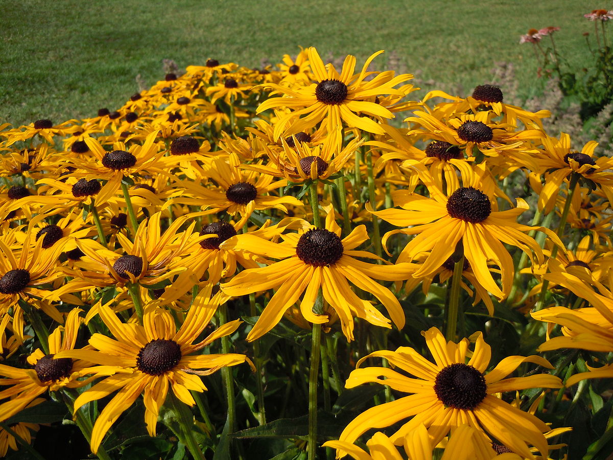 Rudbeckia hirta, Black-Eyed Susan
