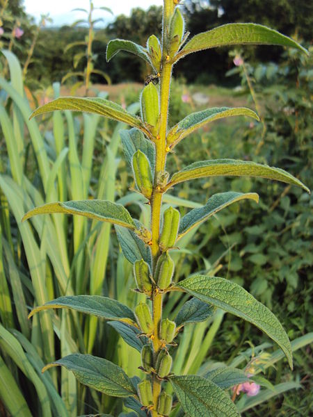 Sesamum indicum, benne sesame [SEEDS]
