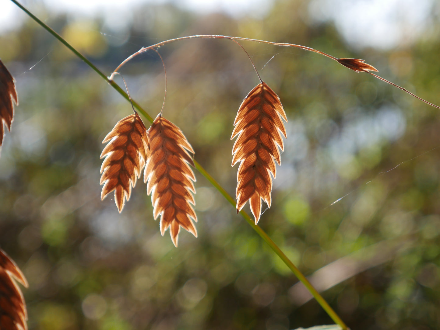 Chasmanthium latifolium, Northern Sea Oats