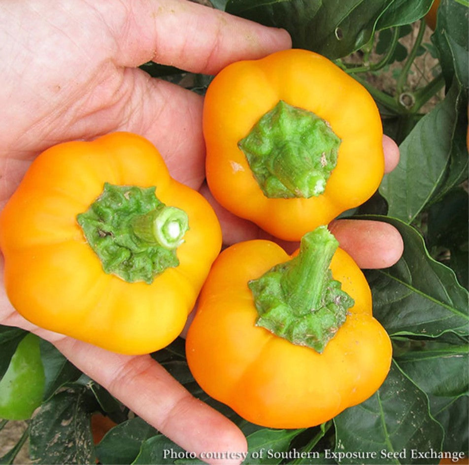 Capsicum annuum 'Doe Hill', Doe hill pepper