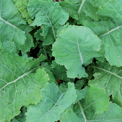 Brassica oleracea, Georgia southern collards