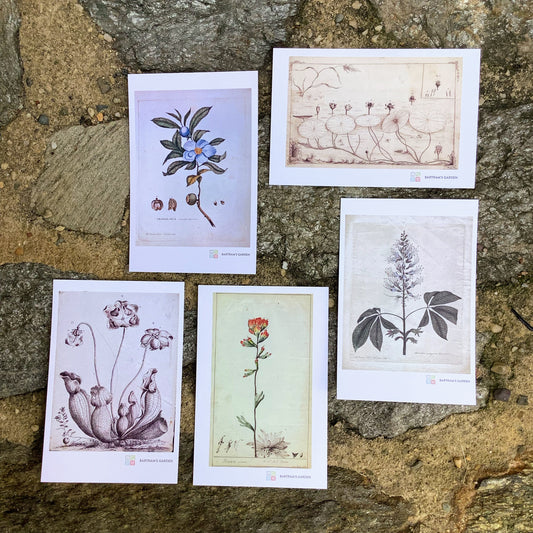 William Bartram's Illustrations Postcards