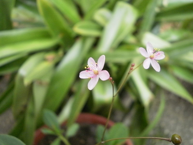 Talinum paniculatum, Jewels of Opar (Seeds)