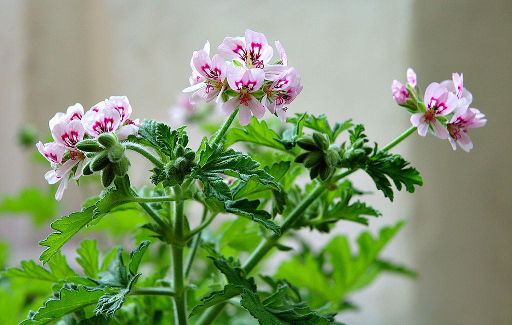 Pelargonium sp., Scented Geranium