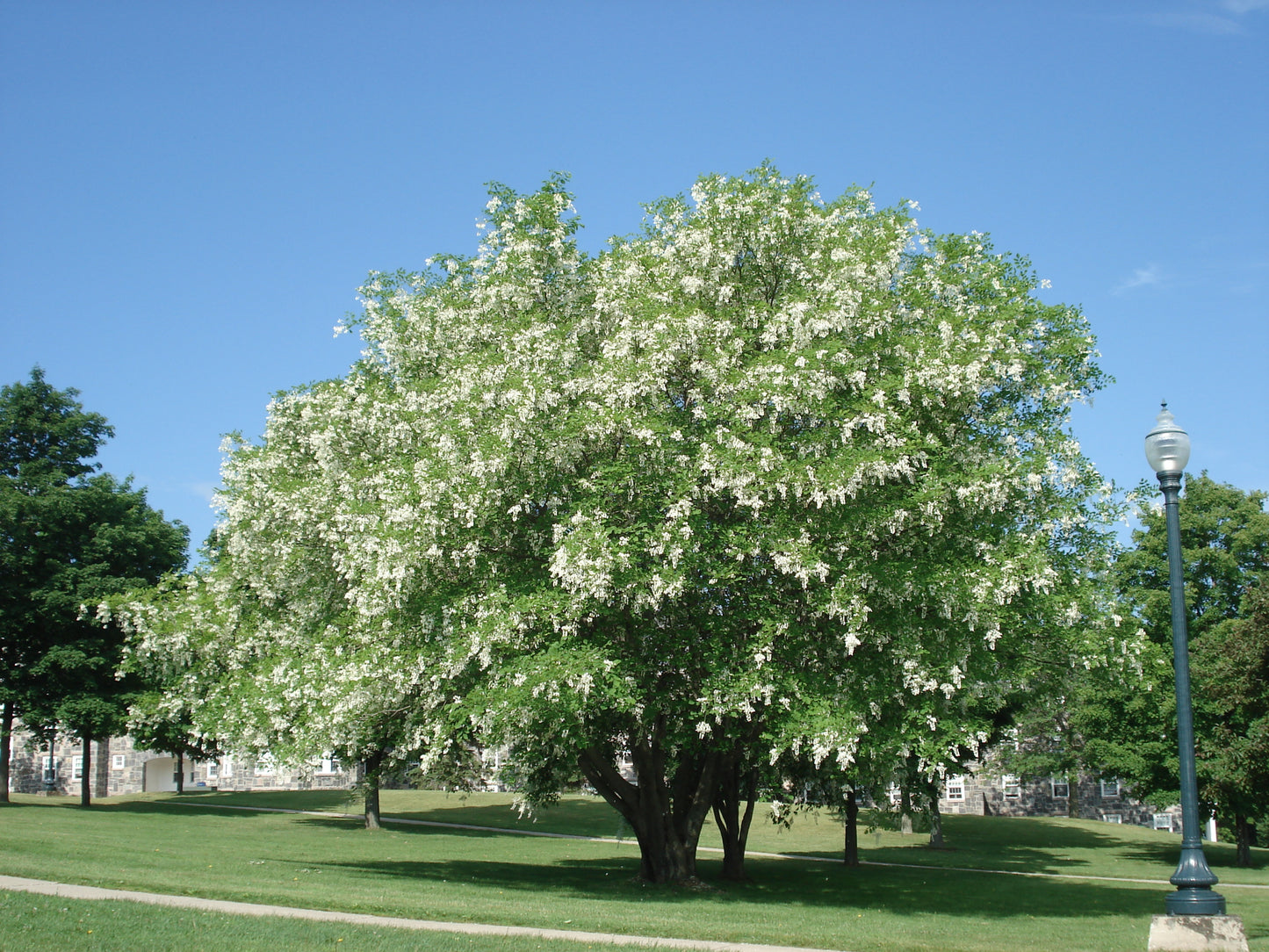 Cladrastis kentukea, American Yellowwood