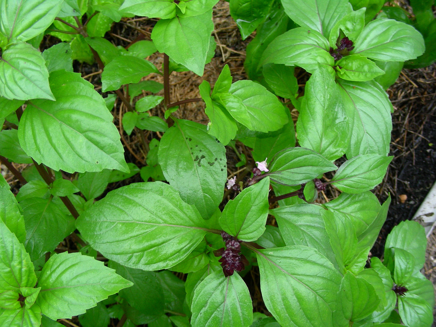 Ocimum basilicum var. thyrsiflora, Thai basil