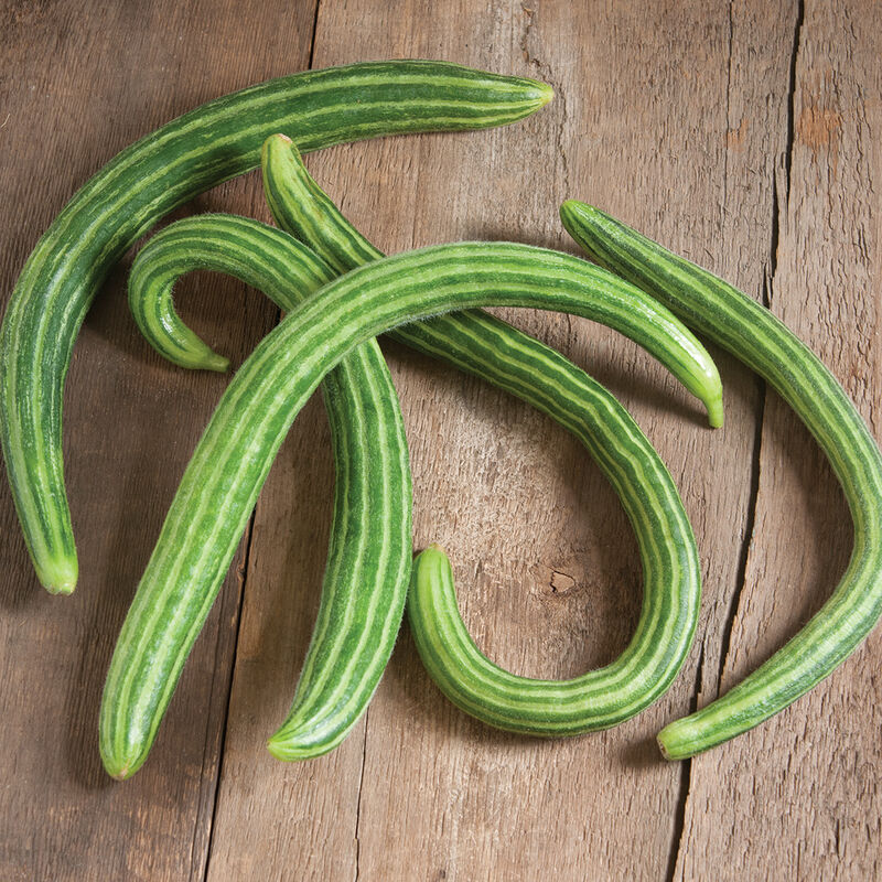 Cucumis sativus, Armenian cucumber