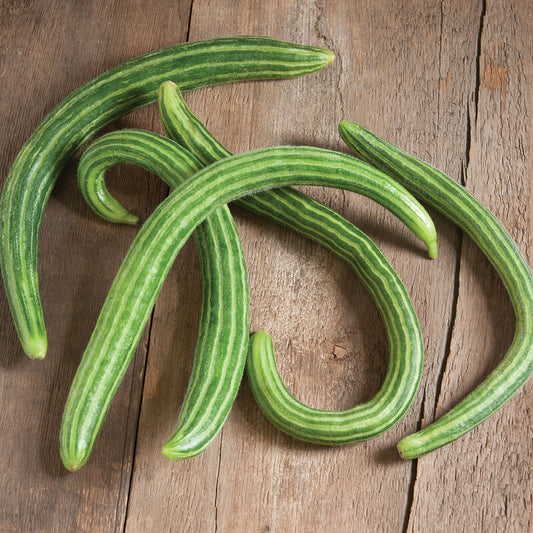 Cucumis sativus, Armenian cucumber