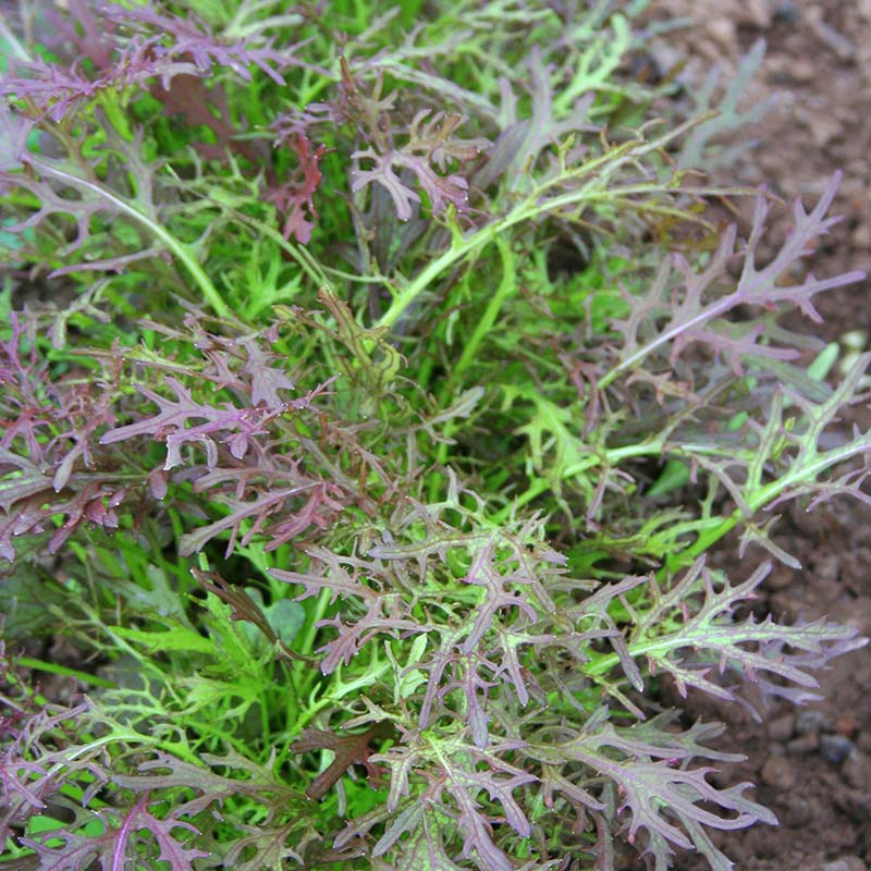 Brassica rapa, Japanese red mizuna