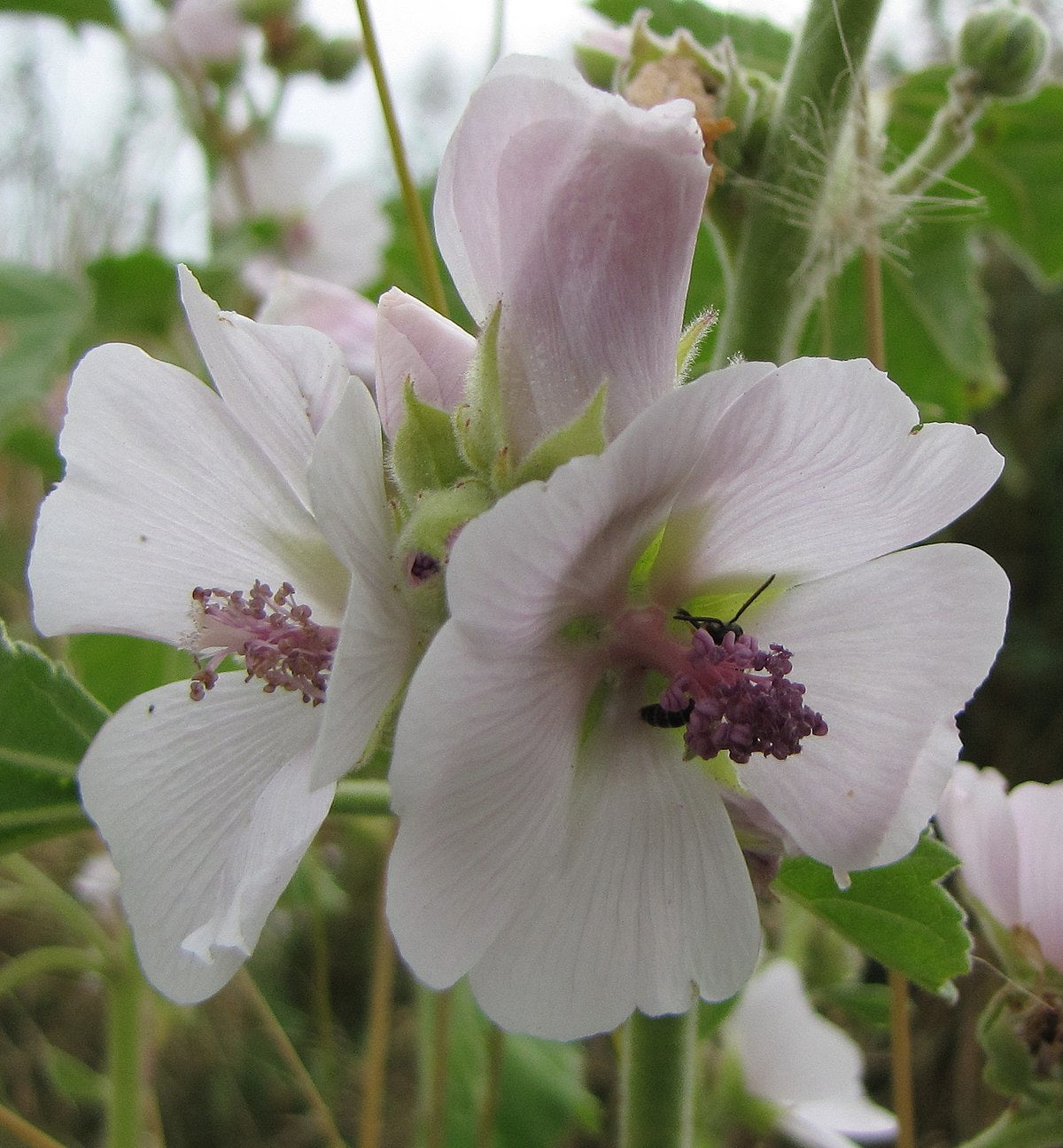 Althea officinalis, Marsh mallow