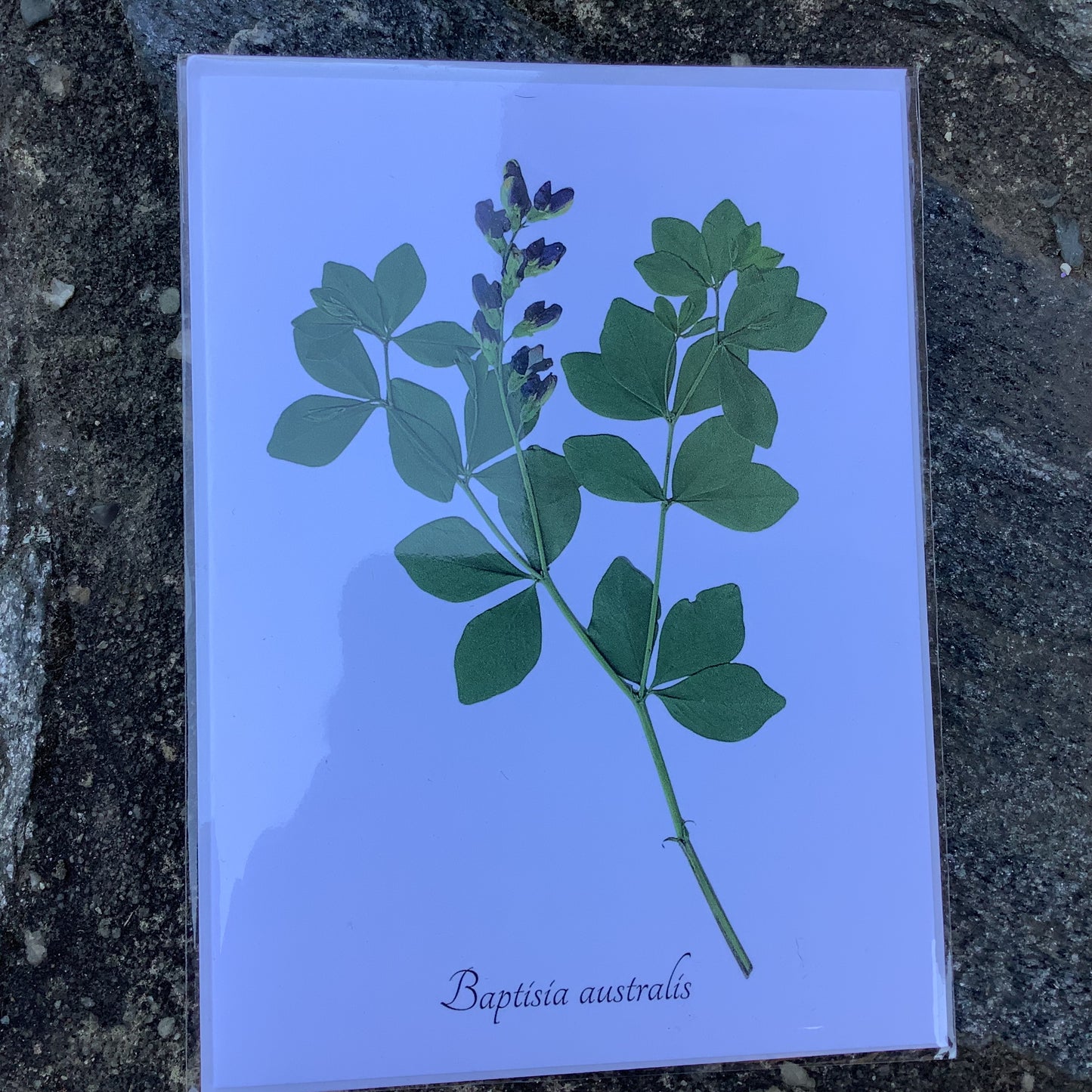 Notecards from Ecobota