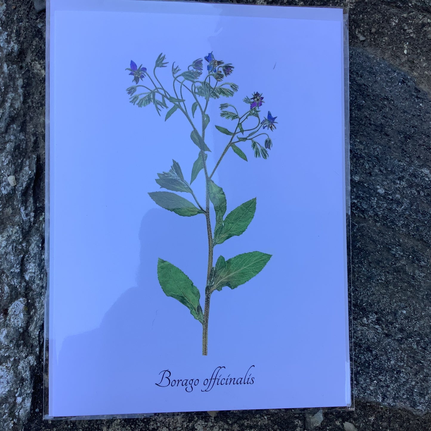 Notecards from Ecobota