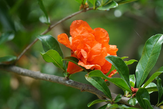 Punica granatum 'flore pleno', Double flowering pomegranate