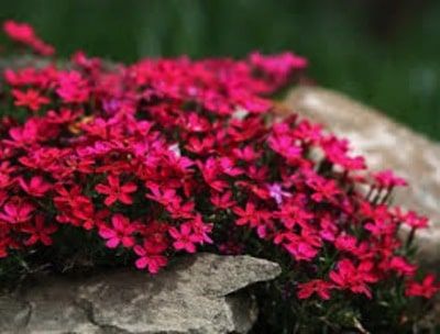 Phlox subulata 'Red wing', Moss phlox