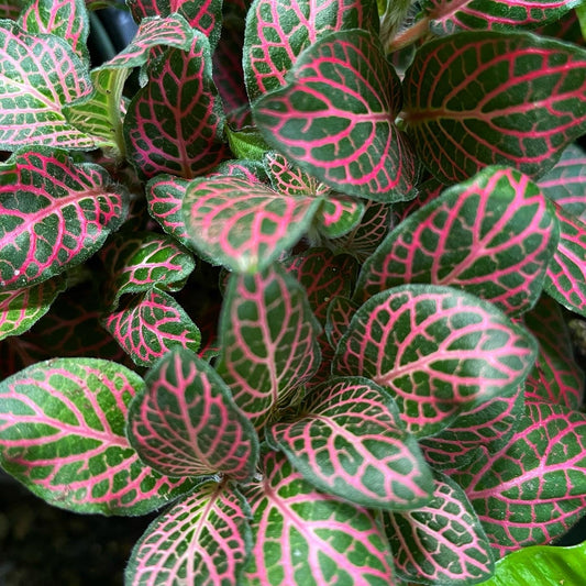 Fittonia albivenis, Nerve plant (pink)