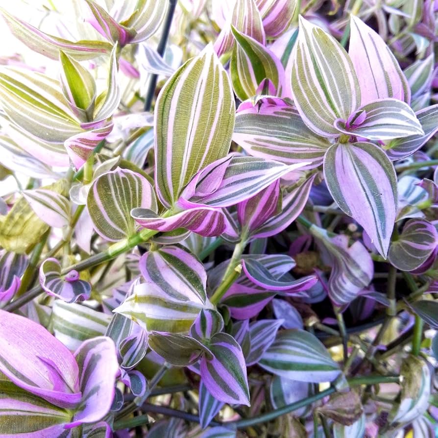 Tradescantia fluminensis, River spiderwort