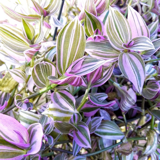 Tradescantia fluminensis, River spiderwort