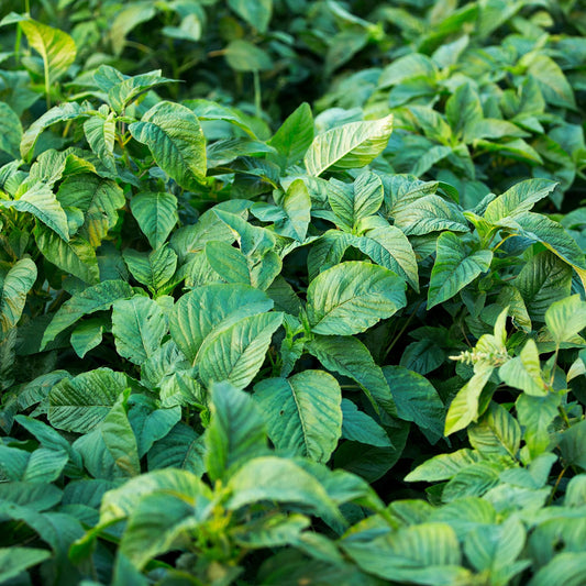 callaloo (Sankofa grown)