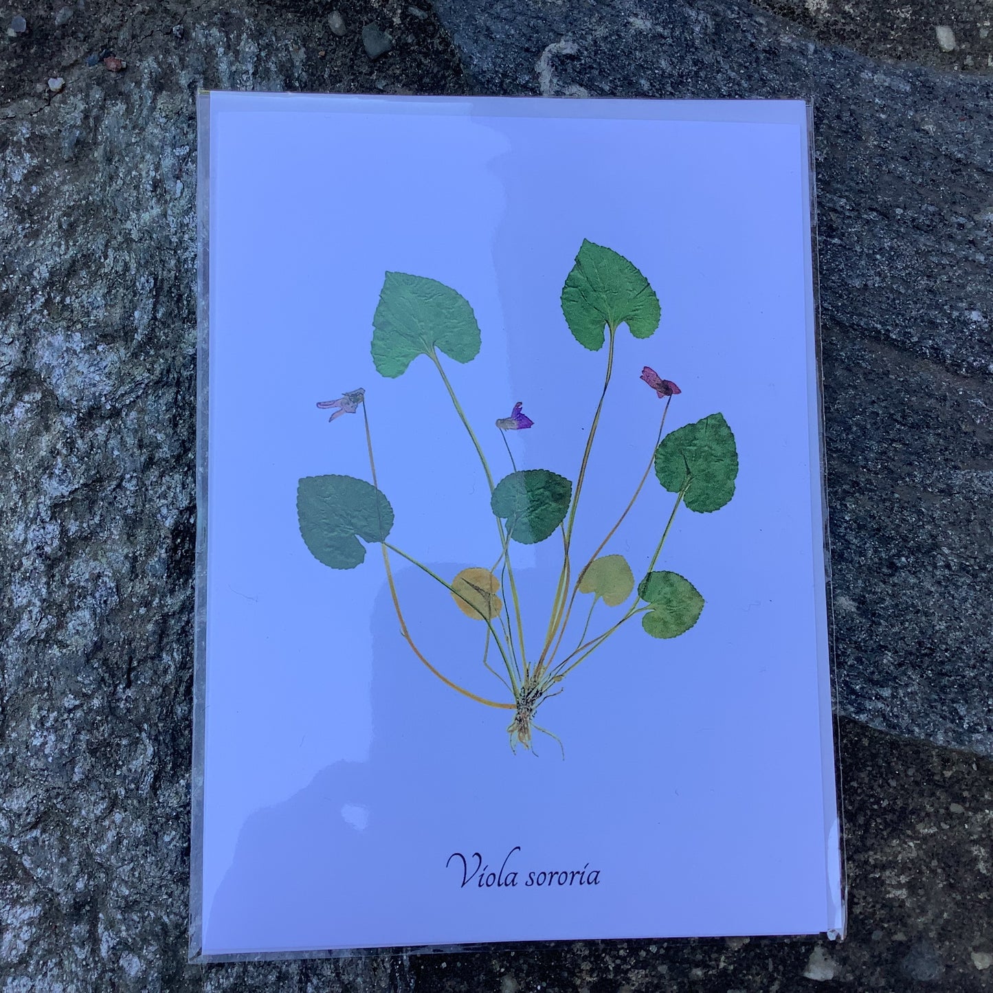 Notecards from Ecobota