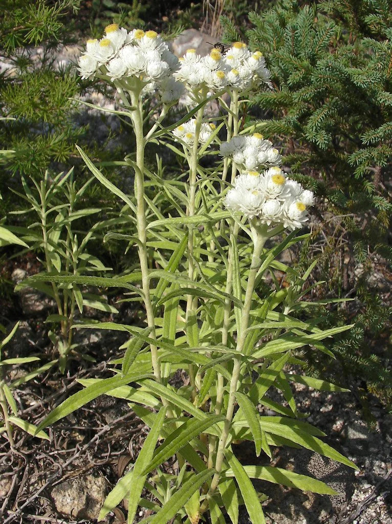 Anaphalis margaritacra, pearly everlasting