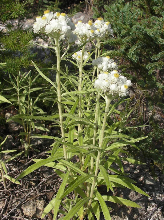 Anaphalis margaritacra, pearly everlasting