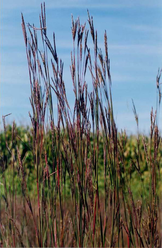 Andropogon gerardii, Big bluestem