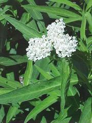 Asclepias incarnata 'Ice Ballet,' Swamp Milkweed 'Ice Ballet'