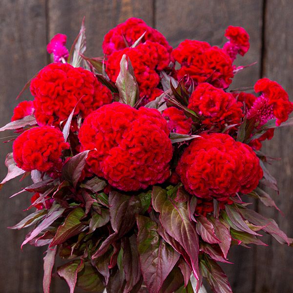 Celosia argentea, Higyoku red stem cockscomb