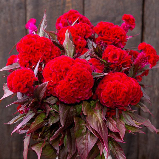 Celosia argentea, Higyoku red stem cockscomb