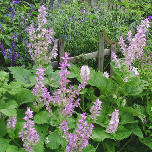 Salvia sclarea, clary sage